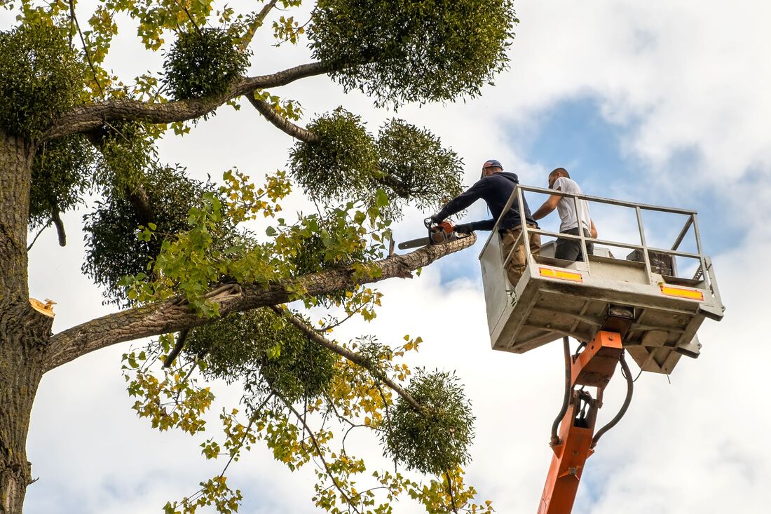 An image of Tree Services in South Gate CA