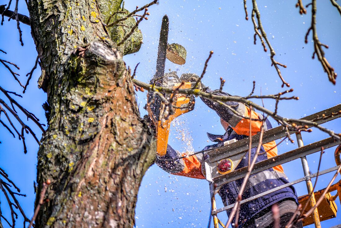 An image of Tree Trimming/Pruning Services in South Gate CA