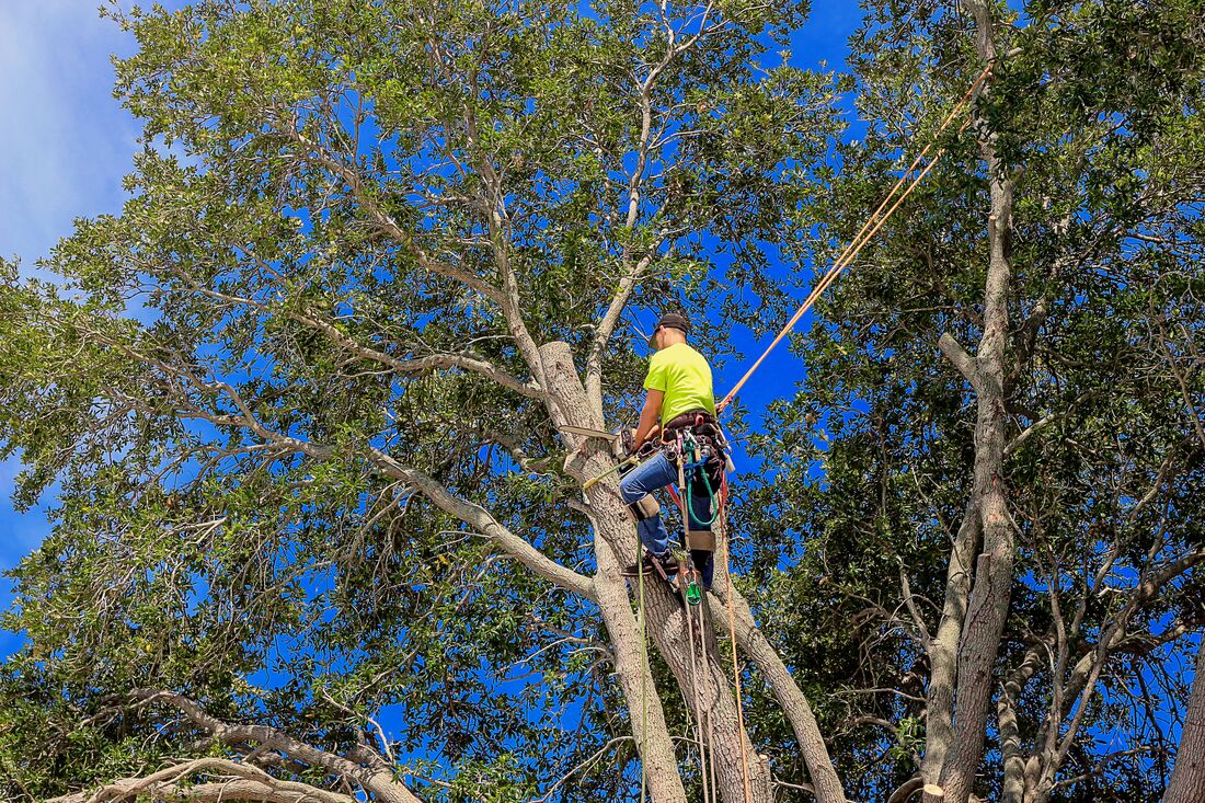 An image of Tree Service Company in South Gate CA